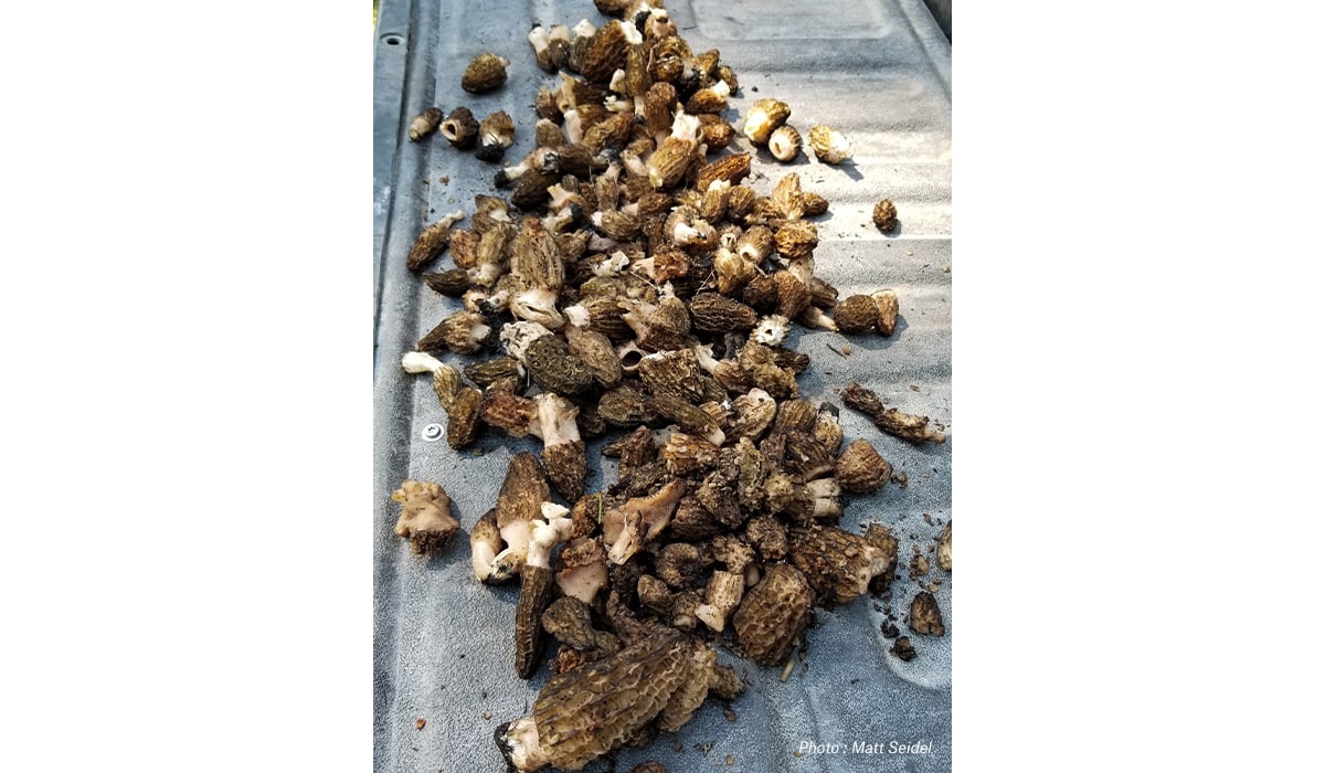 A day's haul of morels on the tailgate of a truck. A day's haul of morels on the tailgate of a truck.
