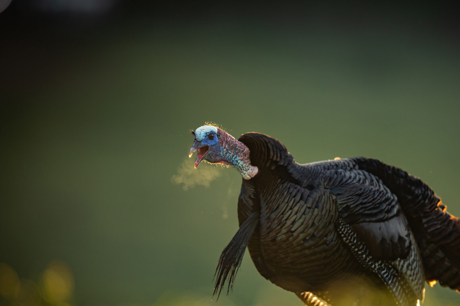 Large male turkey in the cold