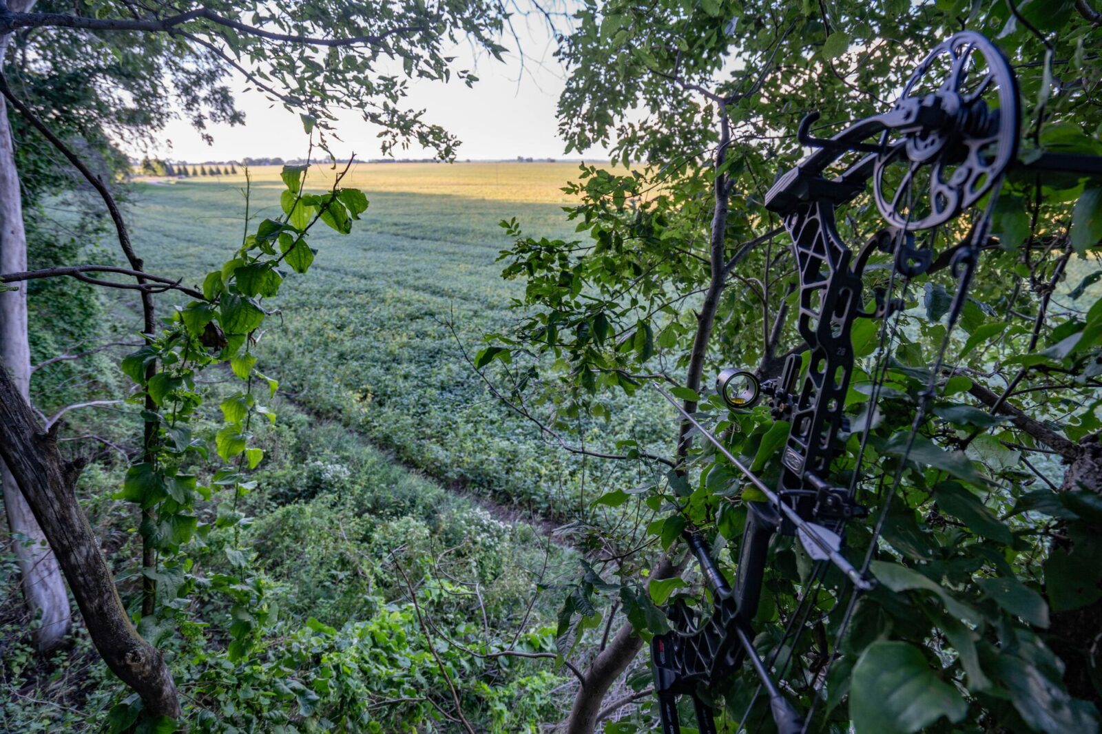 A bow perched in a treestand overlooking a green ag field.